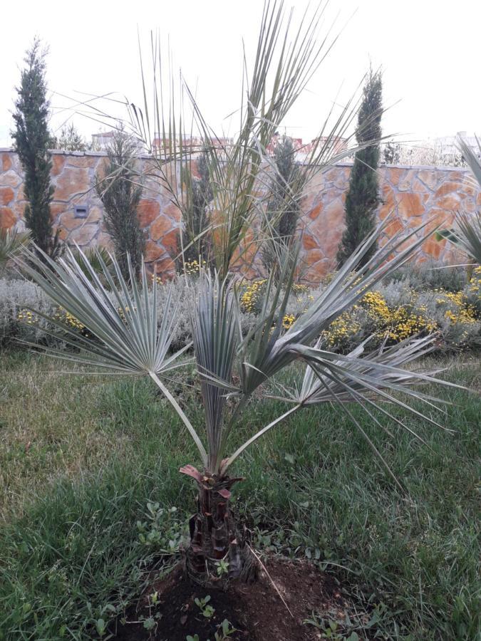 סטוברץ Palm Paradise מראה חיצוני תמונה